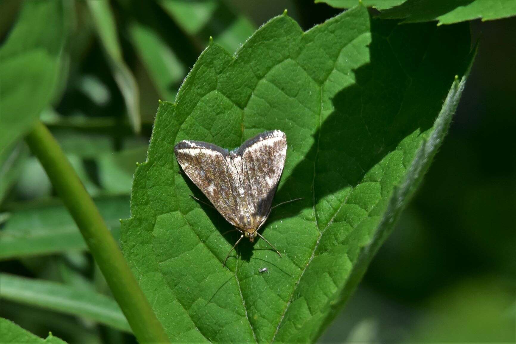 Слика од Loxostege sticticalis Linnaeus 1761