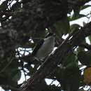 Image of Pied Shrike-babbler