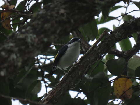 Image of Pied Shrike-babbler