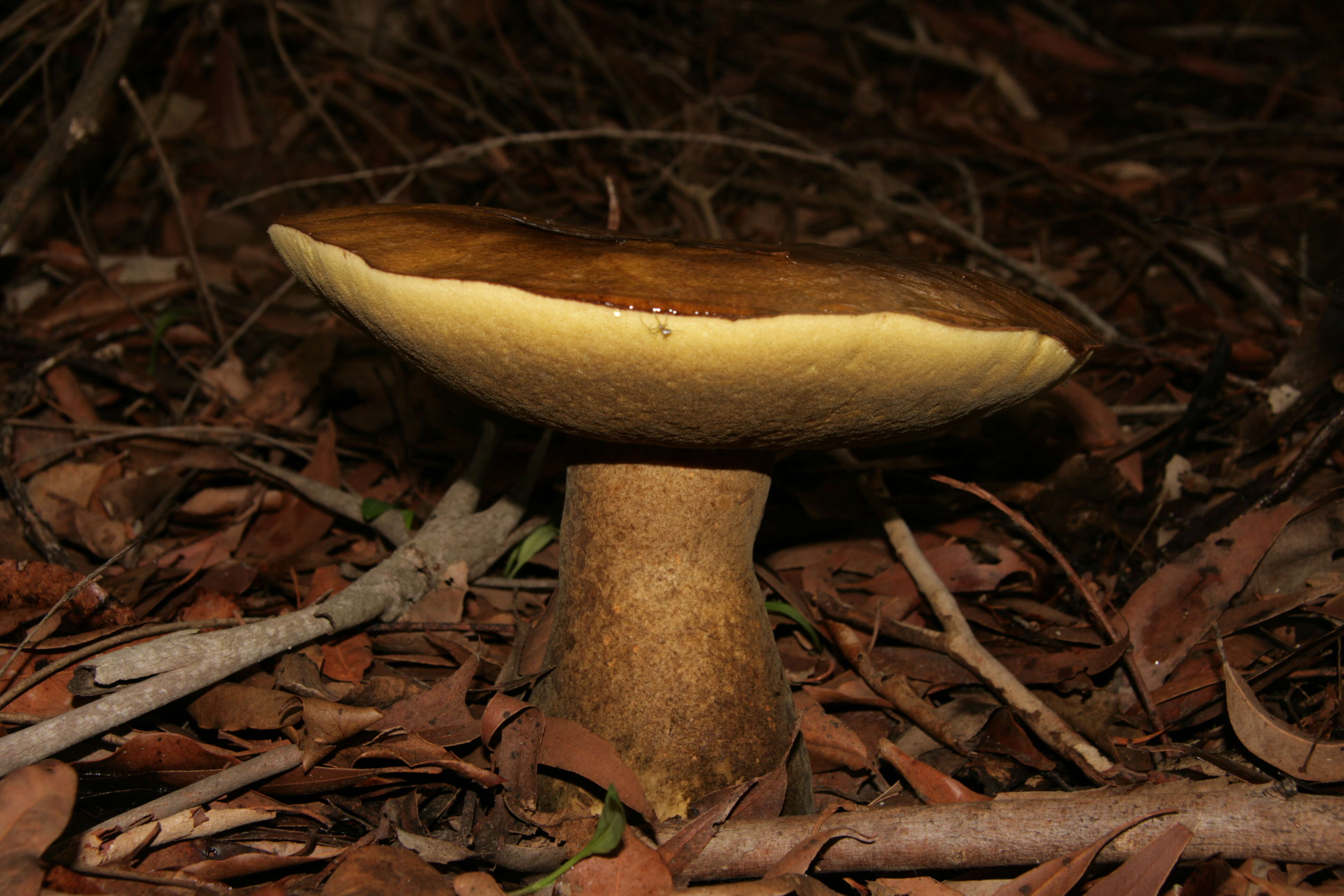 Image of Phlebopus marginatus Watling & N. M. Greg. 1988