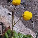 Image of Calceolaria filicaulis subsp. luxurians (Witasek) C. Ehrhart