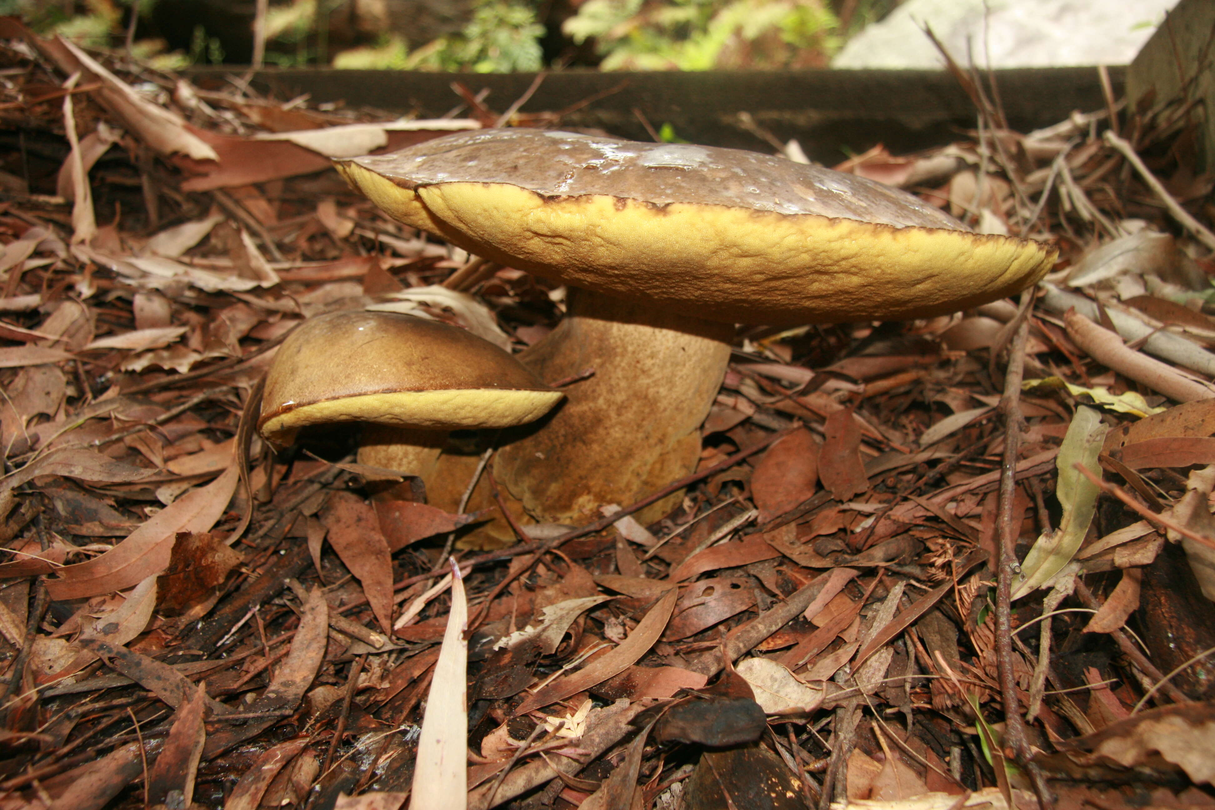 Phlebopus marginatus Watling & N. M. Greg. 1988 resmi