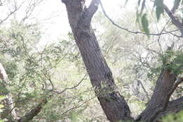 Image of red bloodwood