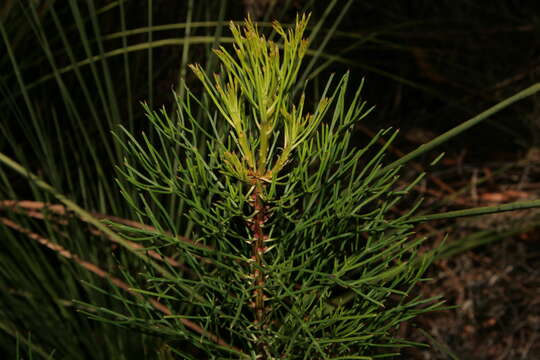 Image of Isopogon anethifolius (Salisb.) Knight