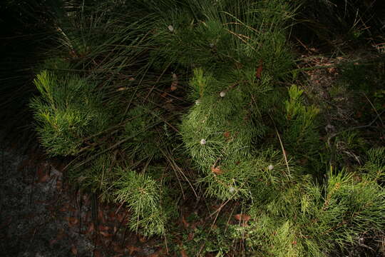 Image of Isopogon anethifolius (Salisb.) Knight