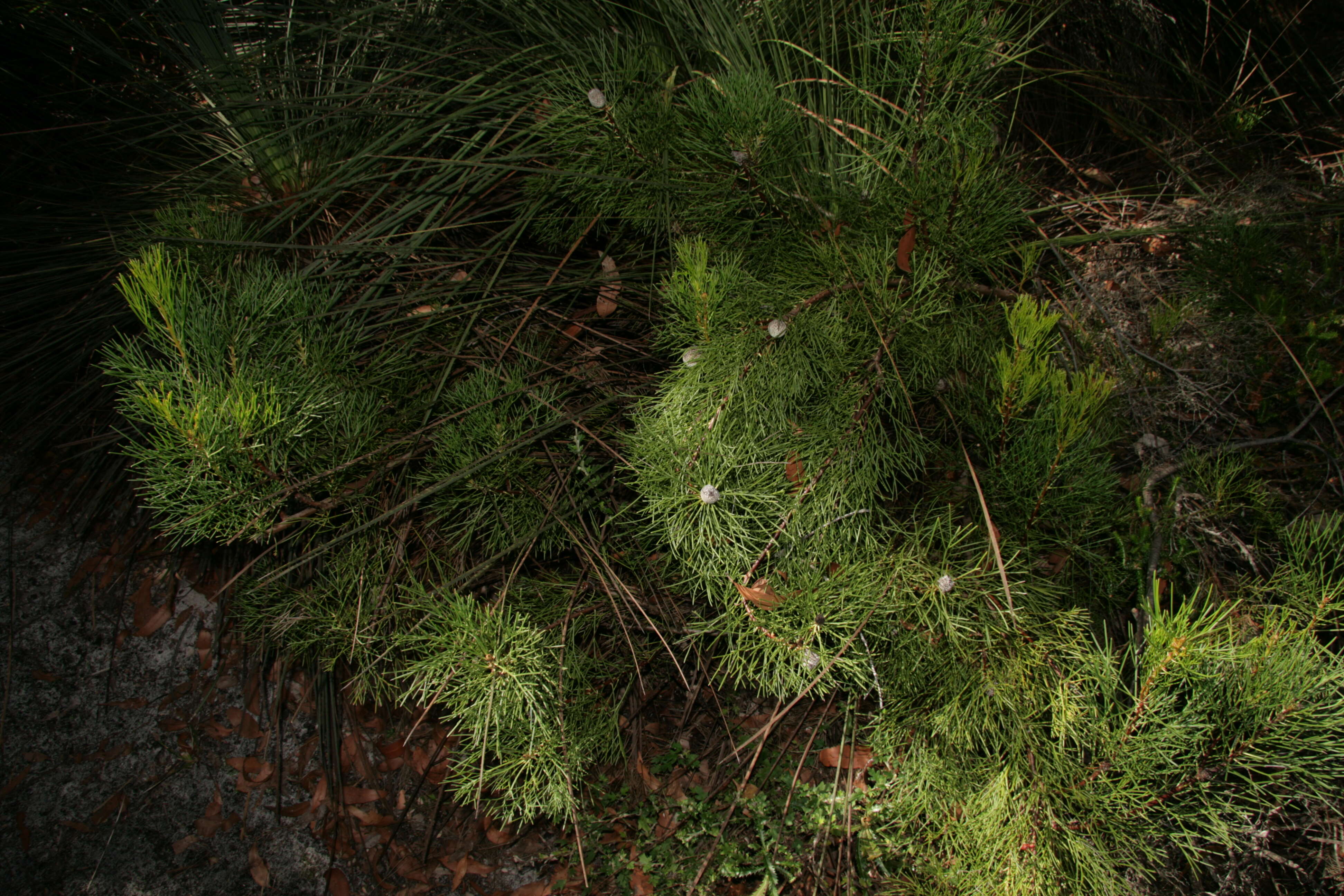 Image of Isopogon anethifolius (Salisb.) Knight