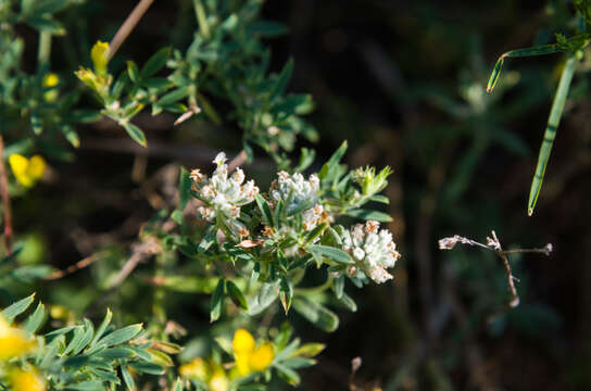 Sivun Teucrium polium L. kuva