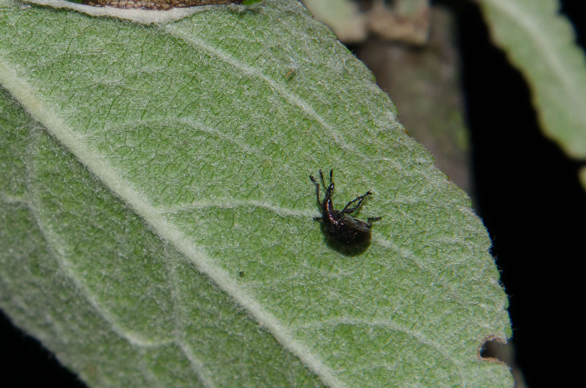 Image of Plum Borer