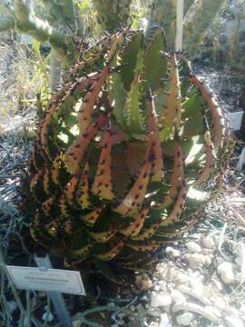 Image of Aloe melanacantha A. Berger