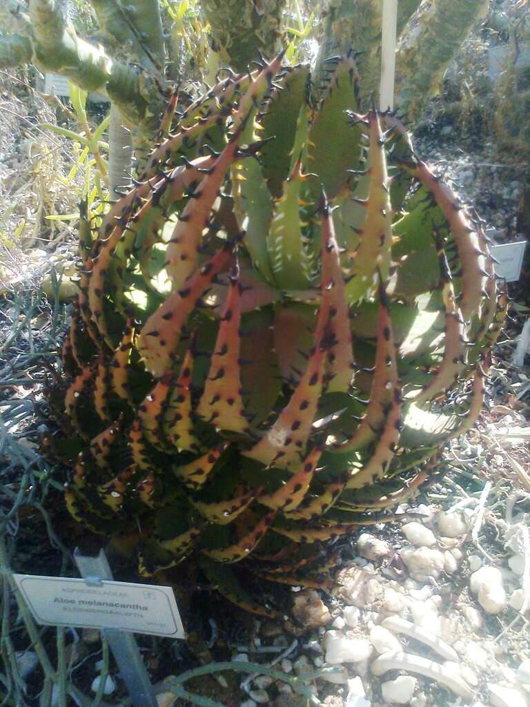 صورة Aloe melanacantha A. Berger