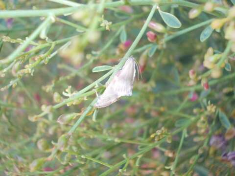 Plancia ëd Tegostoma baphialis Staudinger 1870