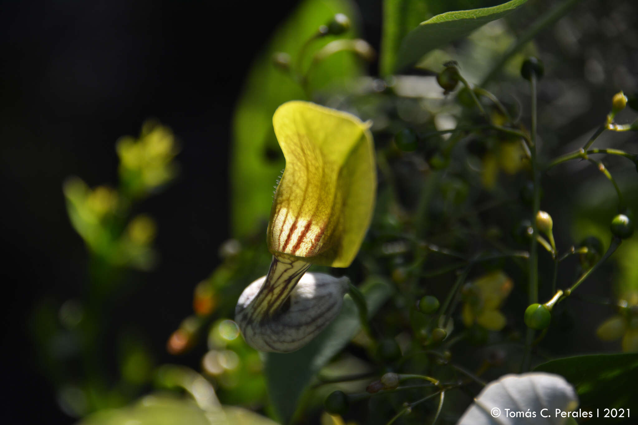 Image of Aristolochia argentina Griseb.