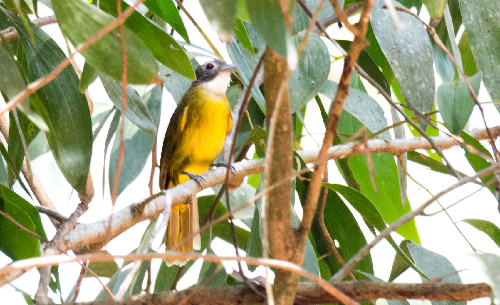 Слика од Criniger calurus (Cassin 1856)