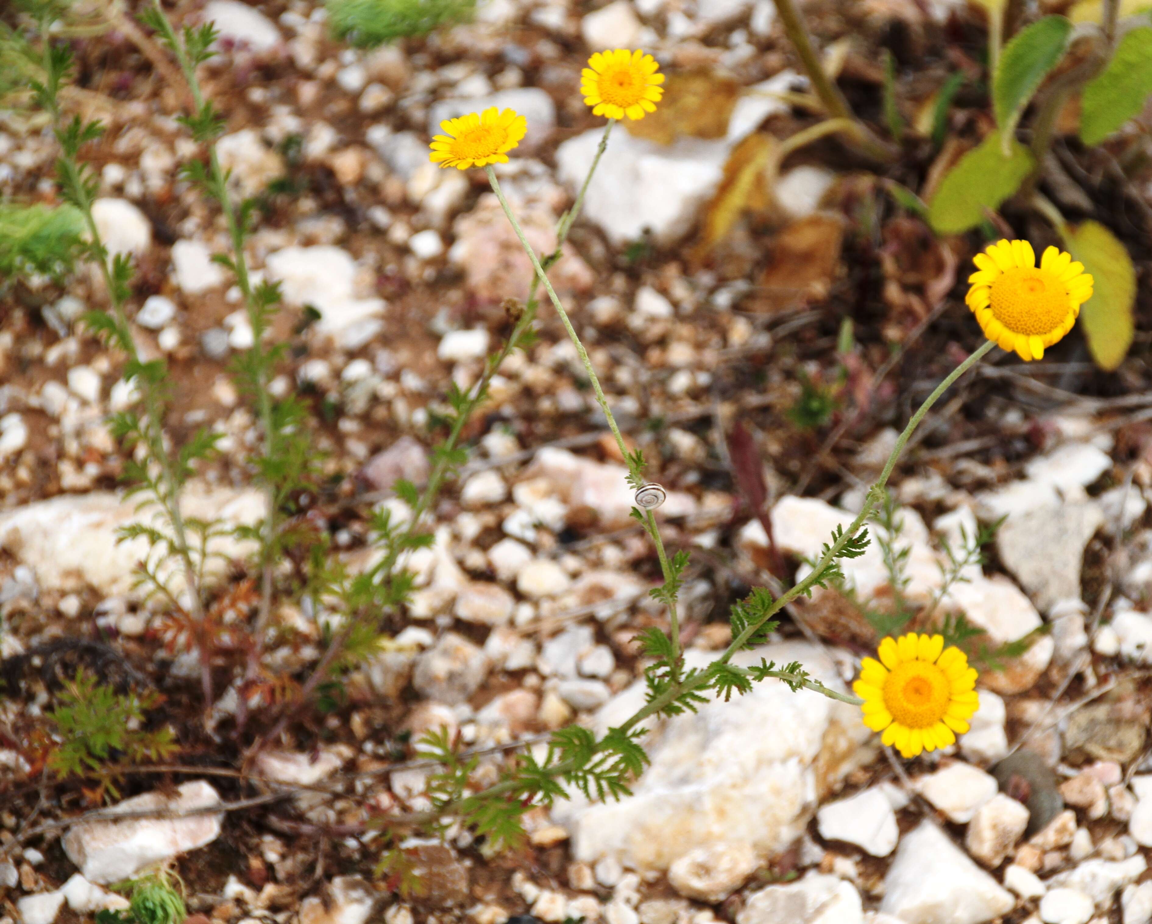 Image of Dyer's Chamomile