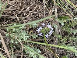 Image of Pentanisia prunelloides (Klotzsch) Walp.