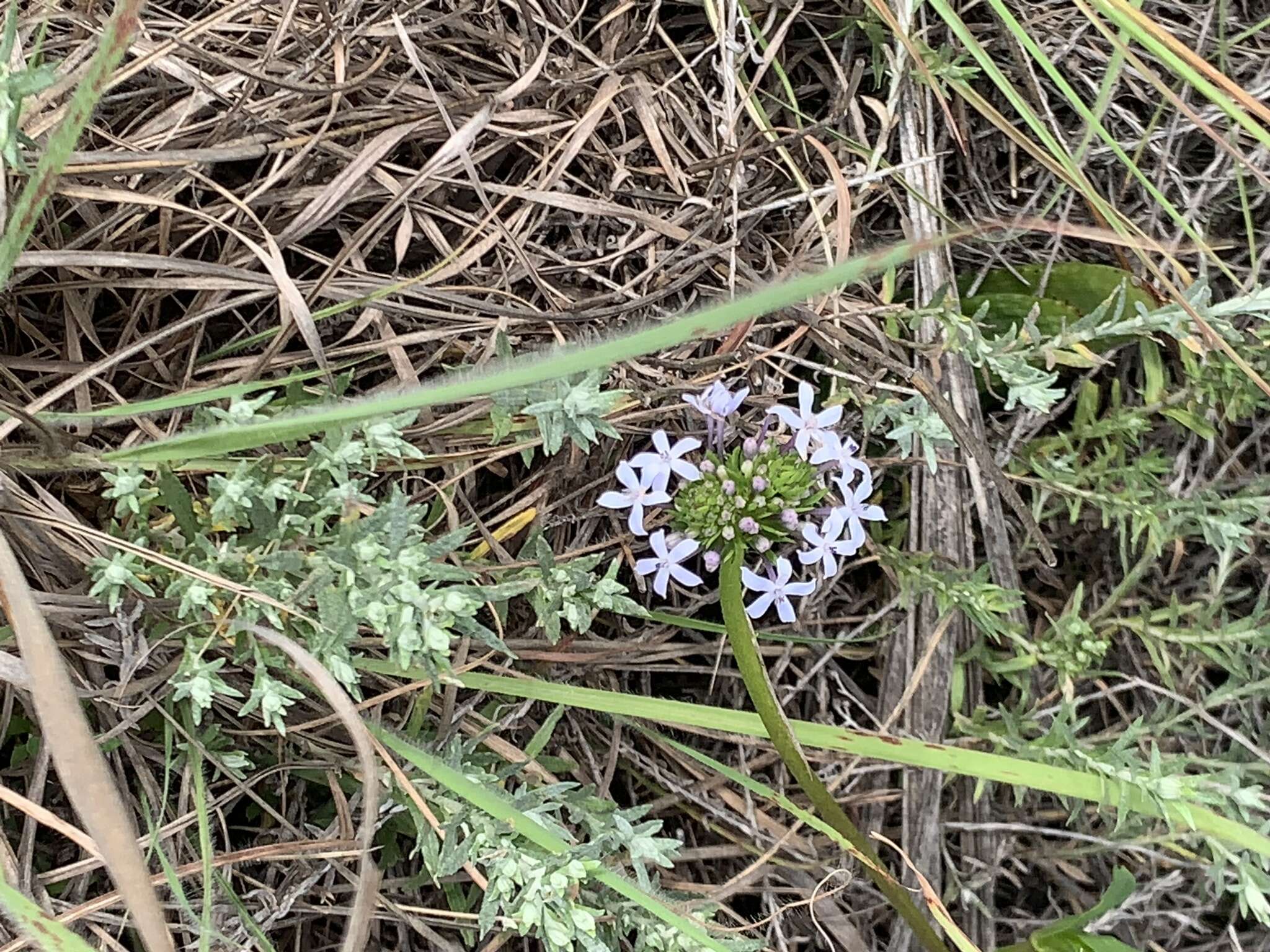 Image of Pentanisia prunelloides (Klotzsch) Walp.