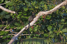 Image de Tamarin à mains rousses