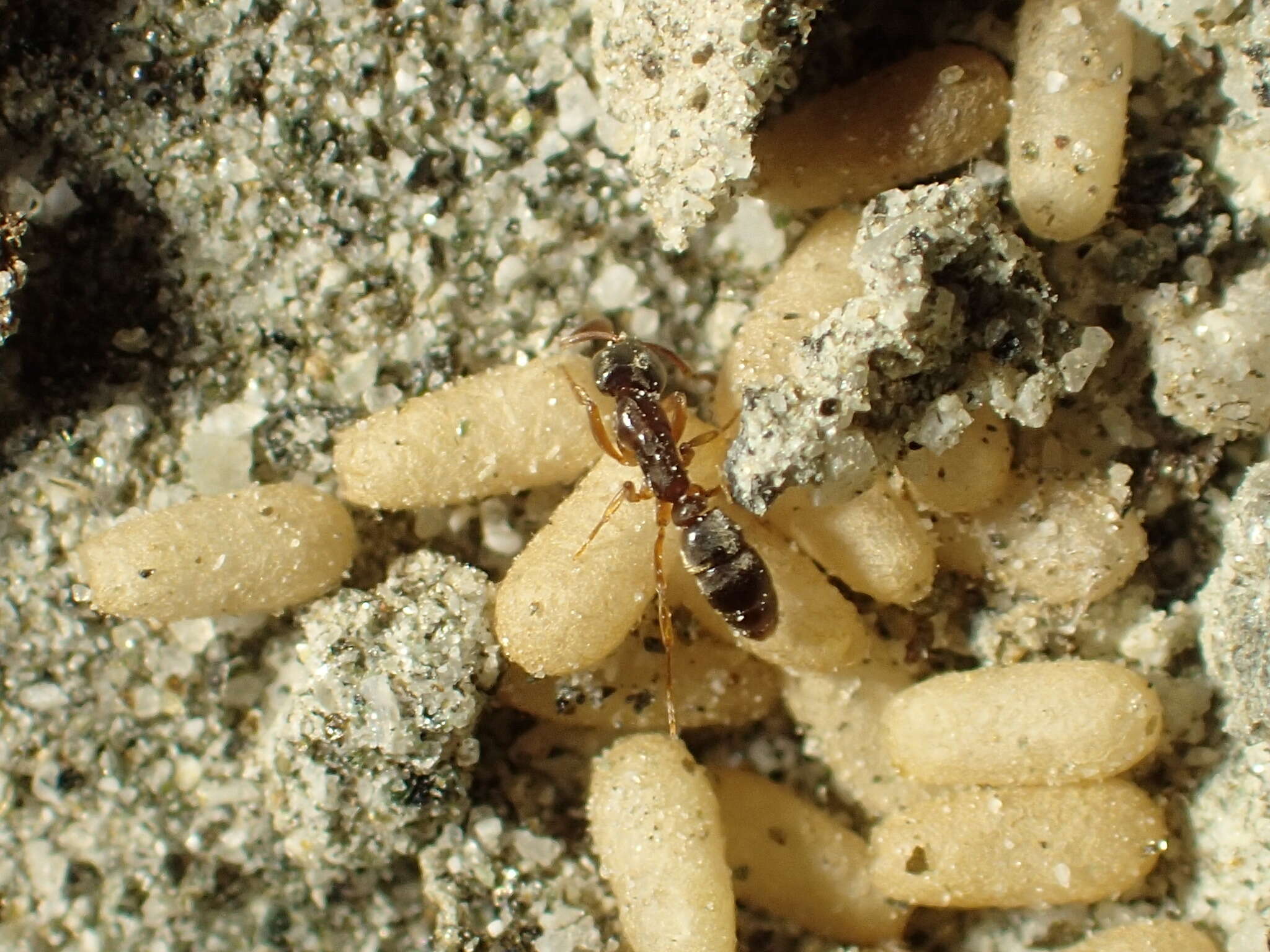Image of Roger's Ant
