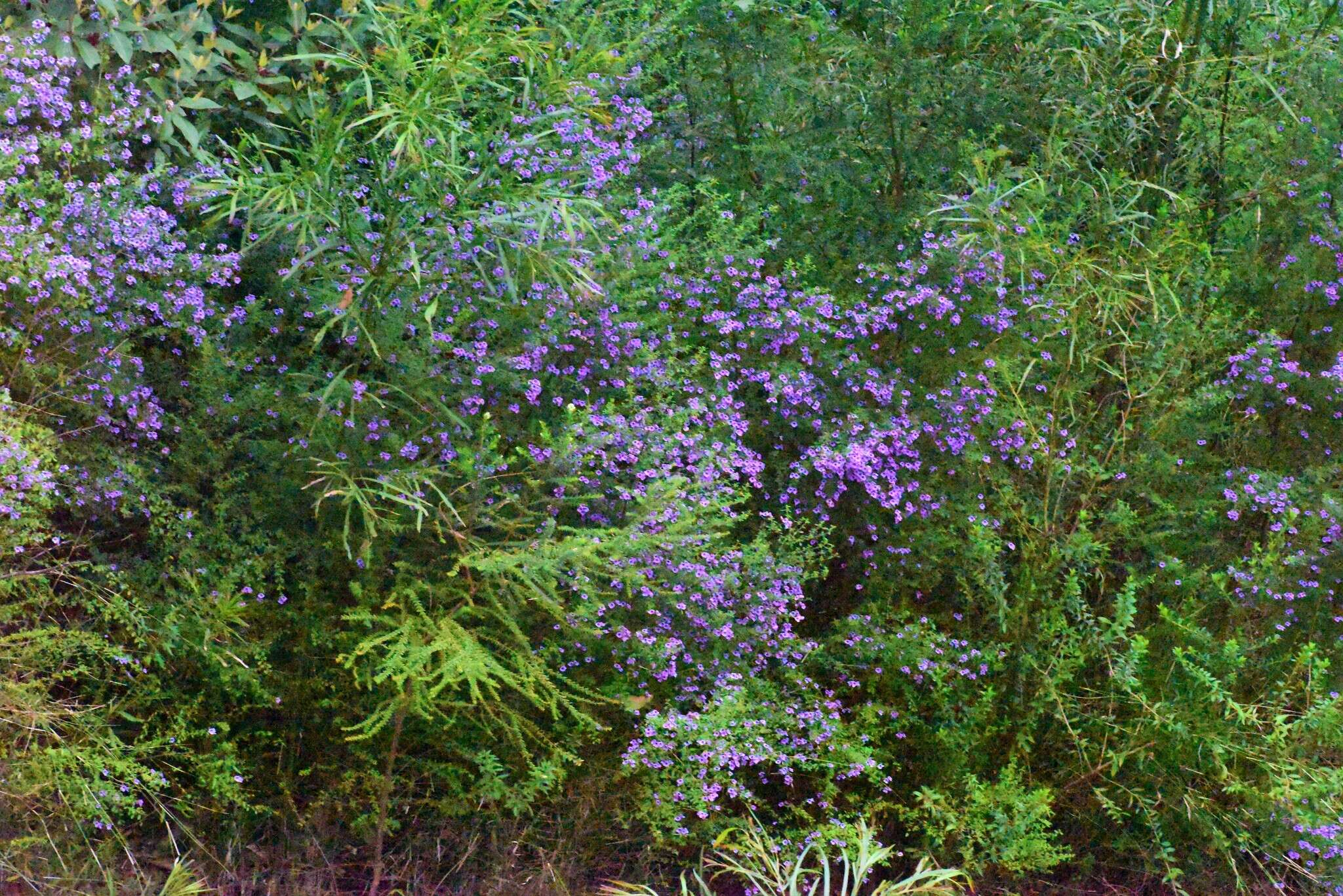 Image of Violet Mint-bush