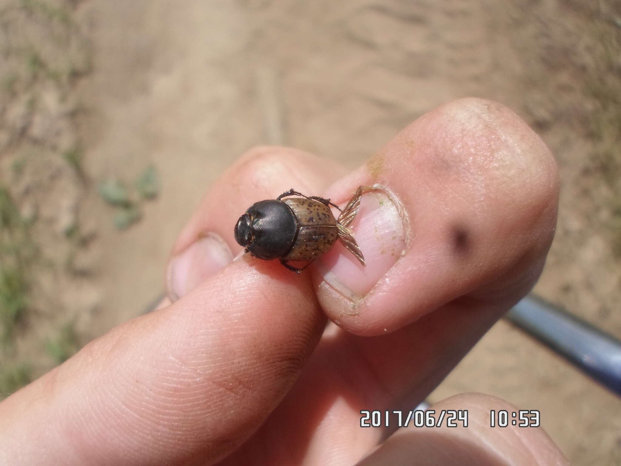 Image of Onthophagus (Palaeonthophagus) gibbulus (Pallas 1781)