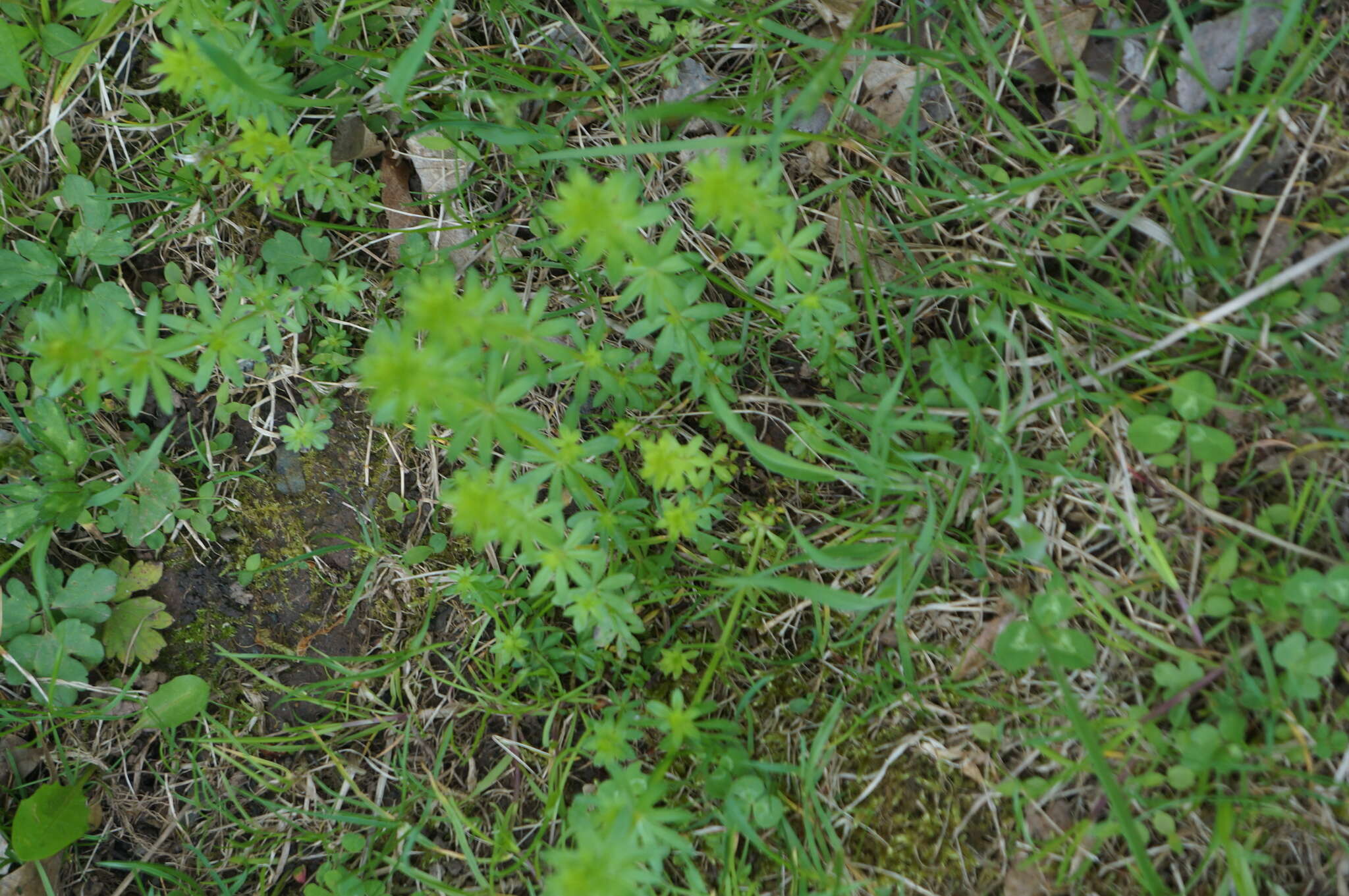 Image of White bedstraw