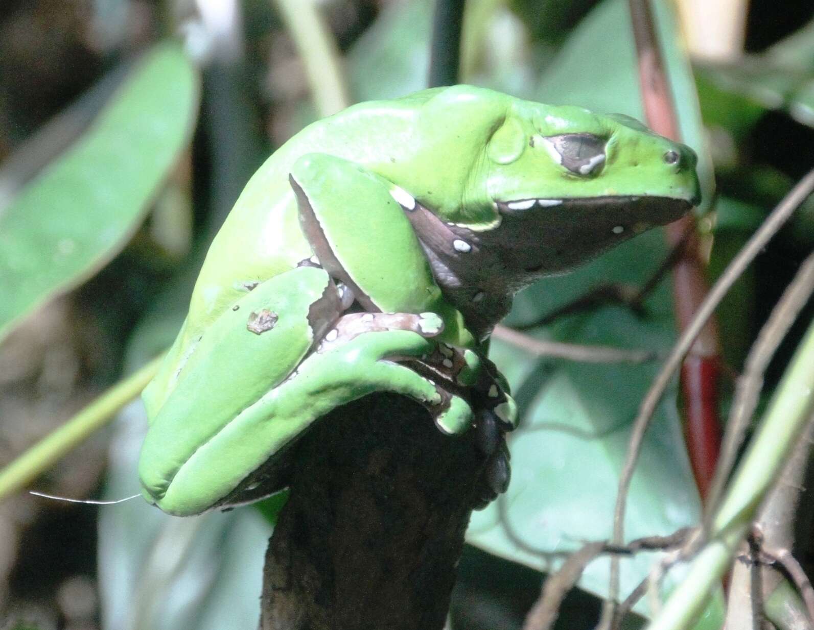 Image of Giant leaf frog