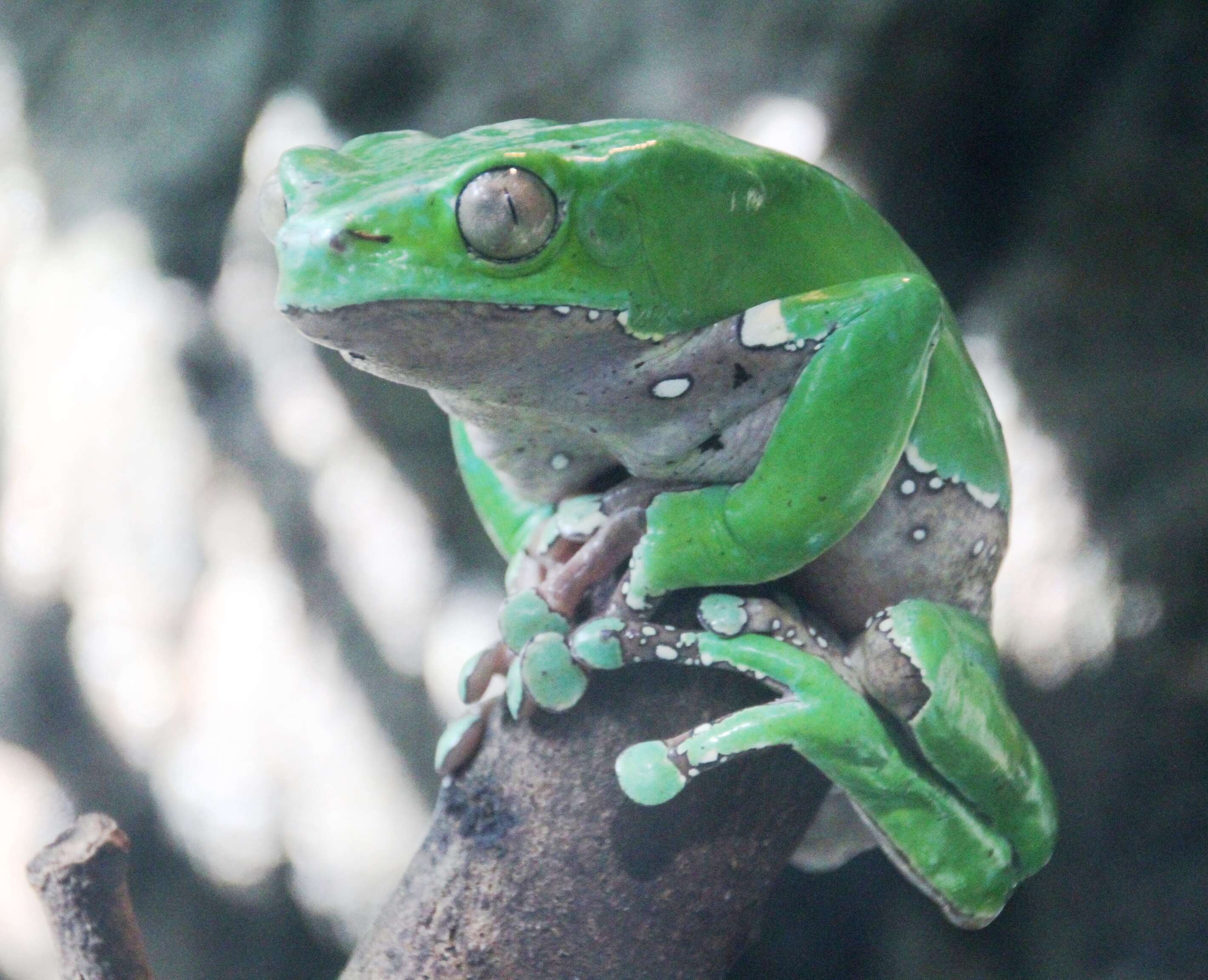 Image of Giant leaf frog