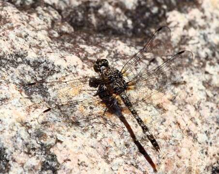 Image of Flecked Wall-skimmer