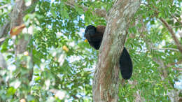 Image of Bearded Saki