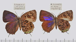 Plancia ëd Arhopala irregularis Bethune-Baker 1903