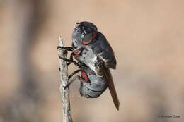 Cuterebra ruficrus (Austen 1933) resmi