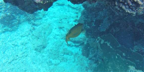 Image of Yellow boxfish