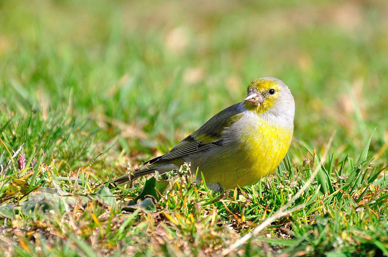 Carduelis citrinella (Pallas 1764)的圖片