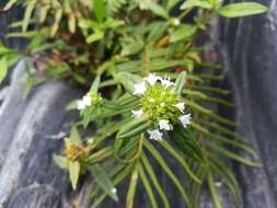 Image of Slender False Buttonweed