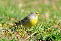 Image of Alpine Citril Finch