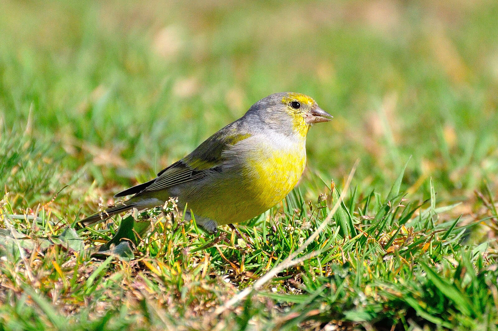 Carduelis citrinella (Pallas 1764)的圖片