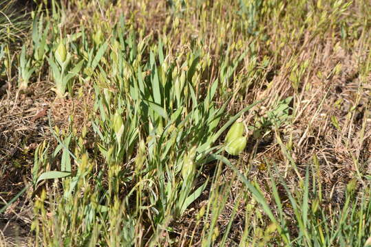 Image of Iris arenaria Waldst. & Kit.