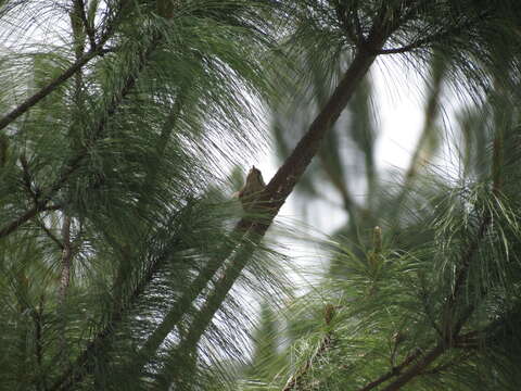 Image of Spotted Wren