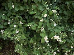 Imagem de Philadelphus coronarius L.