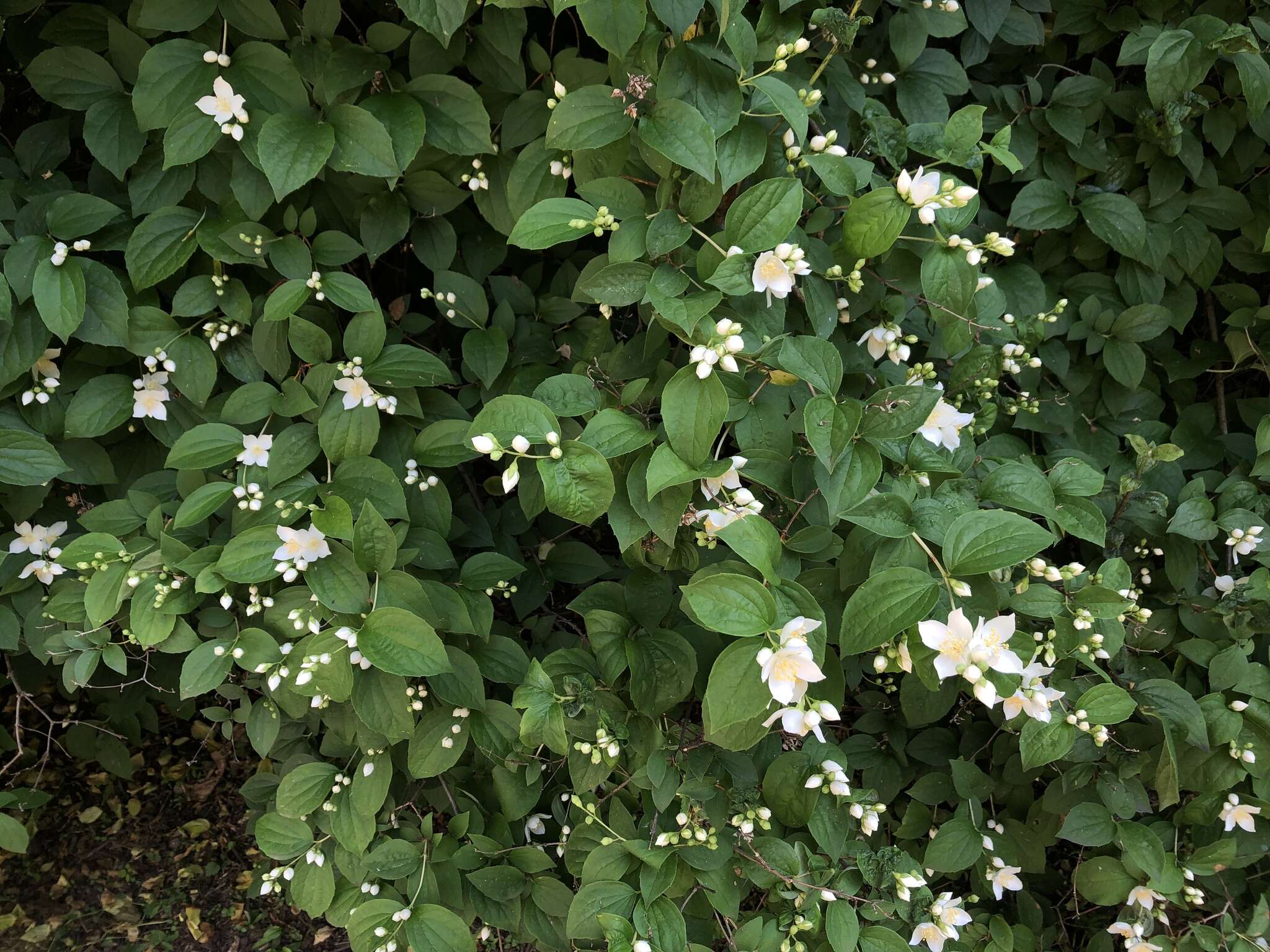 Imagem de Philadelphus coronarius L.