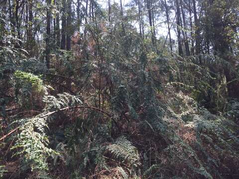 Image of Coriaria microphylla Poir.