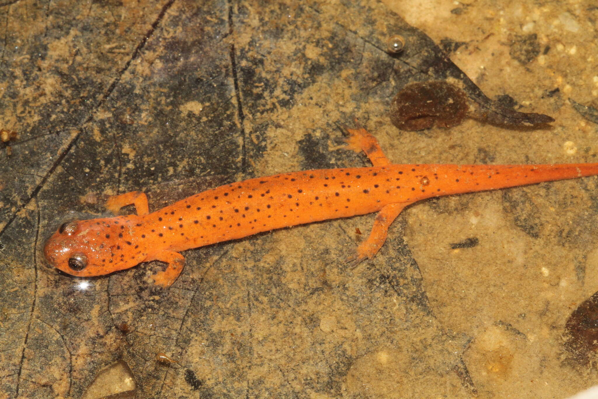 Image of Eastern Mud Salamander