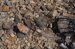 Image de Rebutia oligacantha (F. H. Brandt) D. R. Hunt