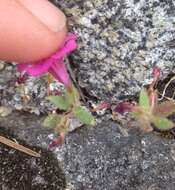 Image of Torrey's monkeyflower