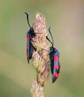 Image of six-spot burnet