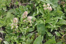 Image of Valeriana celtica L.