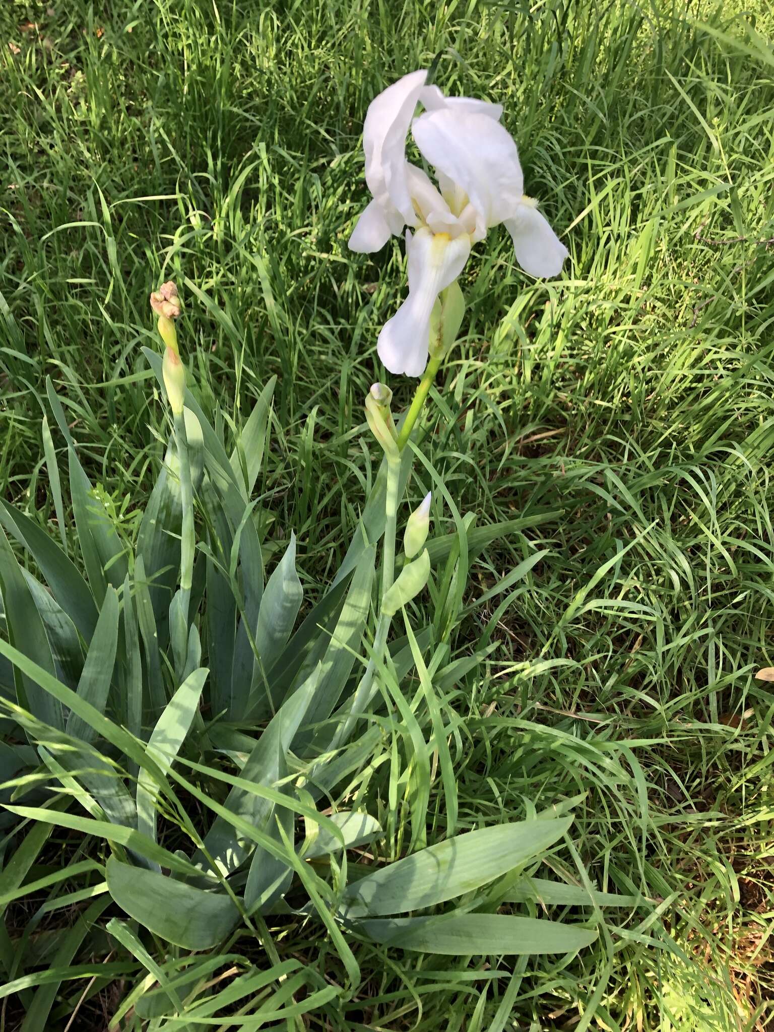 Image of Iris albicans Lange