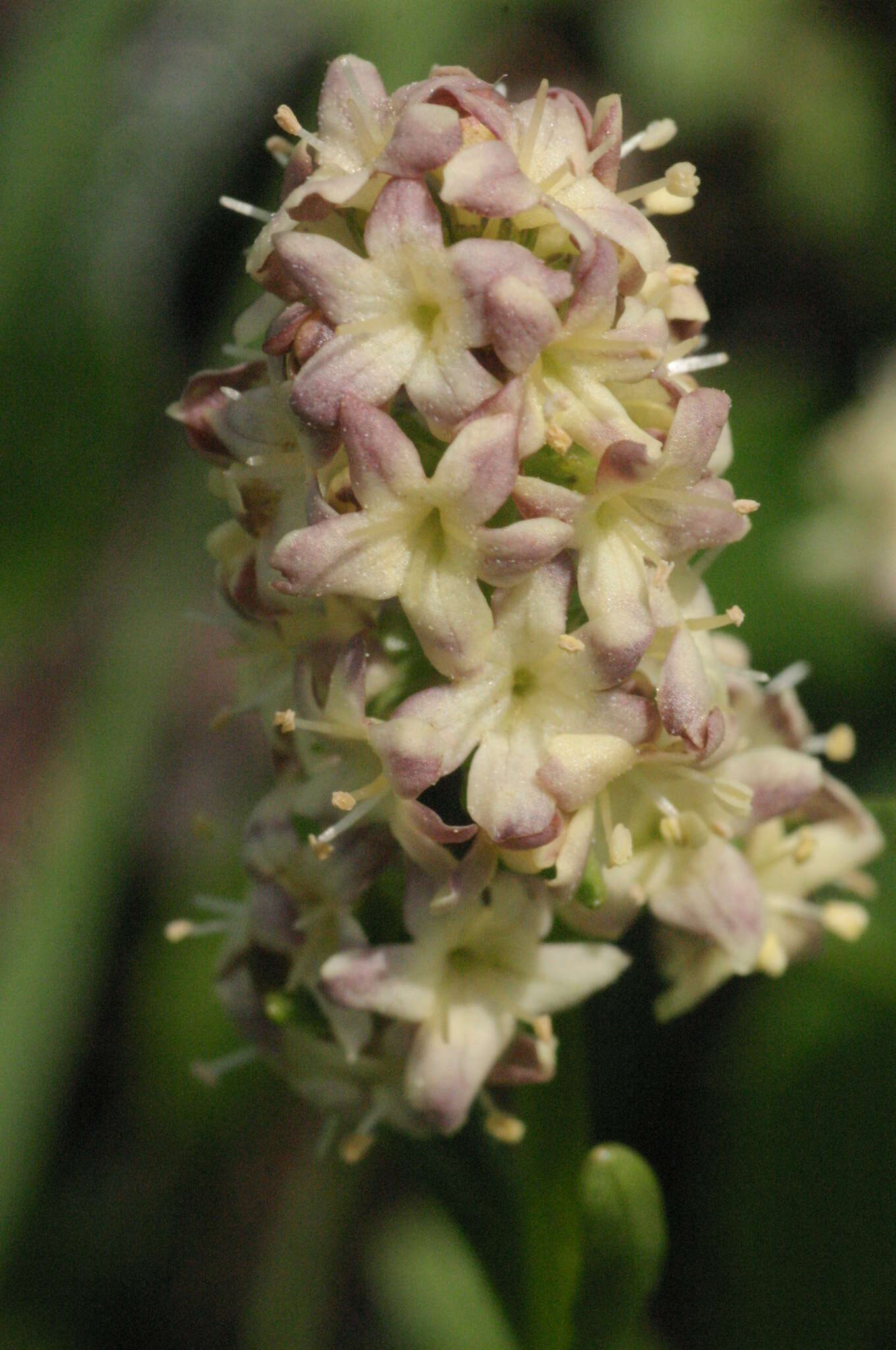 Image of Valeriana celtica L.