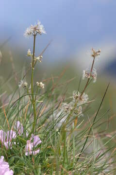 Image of Valeriana celtica L.