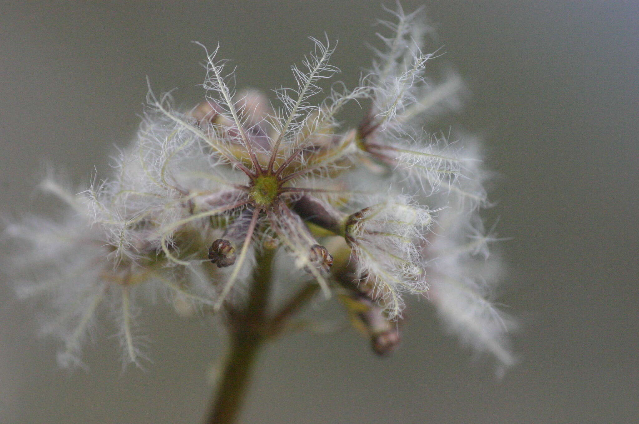 Image of Valeriana celtica L.